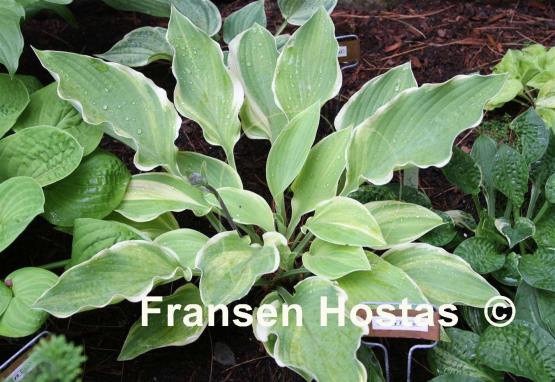 Hosta Monty Python